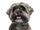 8651306-shih-tzu-panting-3-years-old-sitting-in-front-of-white-background.jpg