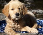 Golden-Retriever-Puppy-11