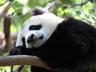 Leothepanda.jpg