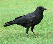Rosella's pet crow.jpg