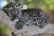 Her pet leopard cub