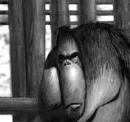 Patricia Doktor The Zoo 5.jpg (56 KB)