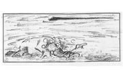 Tusker-panels 24
