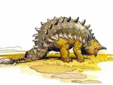 The Natural History Project