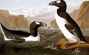 Great Auks