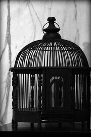 Empty Cage