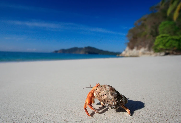 Hermit Beach Candle Cove Wiki Fandom