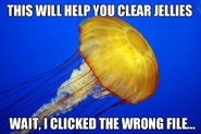 Jellyfish =/= Jelly Fish