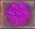 Purple candy in marmalade