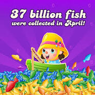 37B Fish were collected in April in an unknown year.