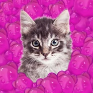Candy Bears + Kitten = Sweetness overload. 💕