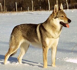 Czechwolfdog