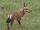 Ethiopian Wolf(Simien Jackal)