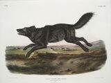 Florida Black Wolf(extinct)