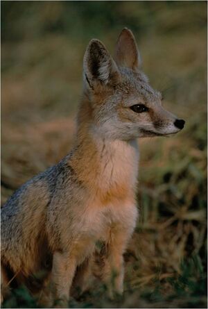 Kitfox