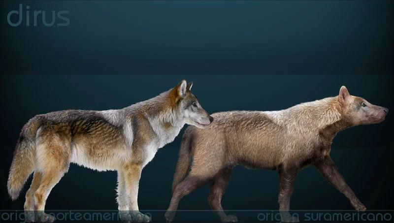 Dire Wolf(Prehistoric) | Canid Wiki | Fandom