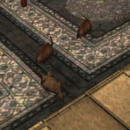 Un rat mort et deux rats vivants