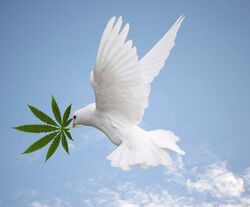 Dove with cannabis