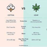 Cotton versus hemp.jpg