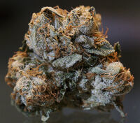 A close up of a dried "Bubba Kush" flower.