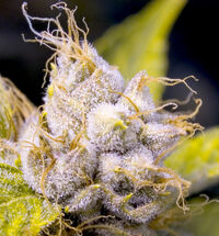 A flowering OG Kush plant.