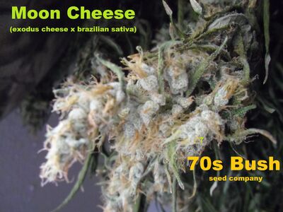 Moon Cheese ice 002