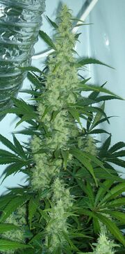 Cannabis flowering