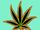 Cannabis leaf.jpg