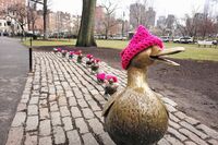 Boston ducklings in pink pussyhats