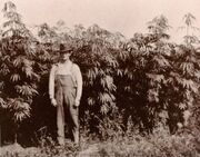 A Michigan hemp farmer standing with his crop in 1910