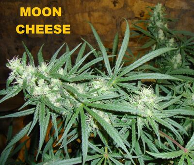 Moon cheese 005