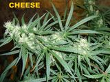 Cannabis Strain Lineages