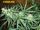 Moon Cheese (exodus cheese x brazilian sativa)