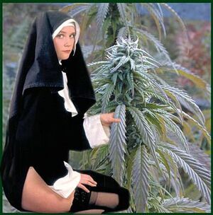 Cannabis nun