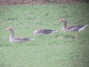 Greylags 27022010 small 1