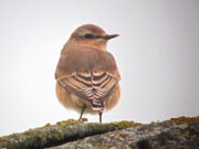 Northern wheatear 25082010 1 small