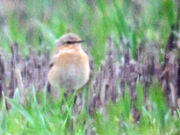 Wheatear 07042010 2 small