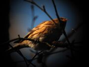 Lesser redpoll 17022010 small 1