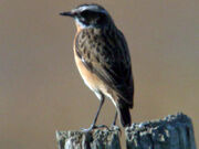 Whinchat ed 2