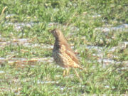 Mistle thrush canon's 30012010 0525 cropped 1