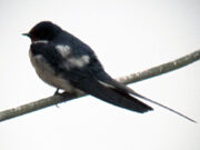 Swallow 07042010 1 small