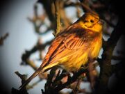 Yellowhammer 17022010 small 1