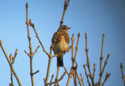 Fieldfare 24112010 mark stanley