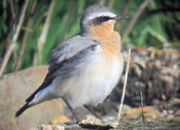 Wheatear 08042010 2 small