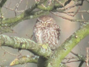 Little owl 21032010 2 small