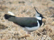 Lapwing 11052010 1 small