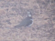 Lapwing 08052010 1