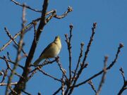 Chiffchaff 21032010 mark stanley