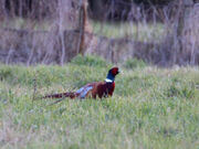 Pheasant 1 march 2010 phil w