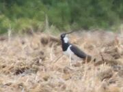 Lapwing 27042010 mark stanley